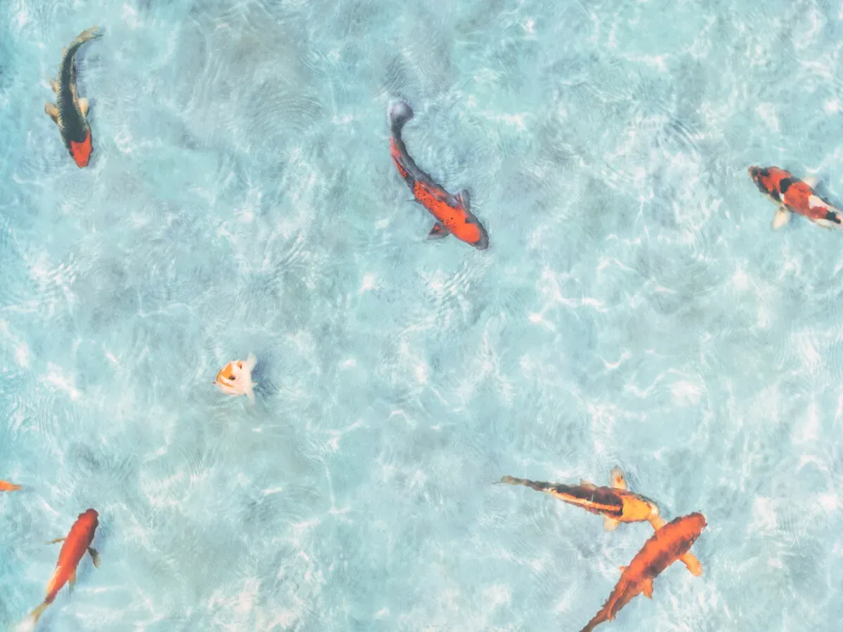 PVC Boden STARLIGHT - Koi - 2,00m x 1,50m