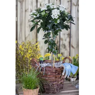 Pflanzen Für Dich Viburnum tinus Lorbeer-Schneeball, immergrün, 80–100 cm
