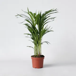 Plant in a Box - Dypsis lutescens - - Höhe 60-70cm - Topf 17cm
