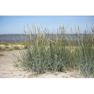 Pflanzen Für Dich Gräser Ammophila breviligulata