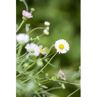 intragarten gmbh Bodendecker Erigeron Karvinskianus