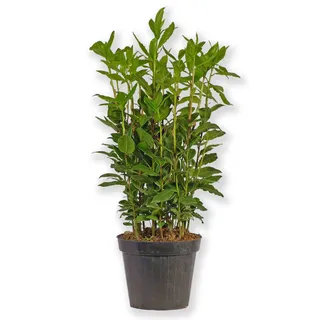 Laurus Nobilis Lorbeer Lorbeerpflanze Gewürzlorbeer
