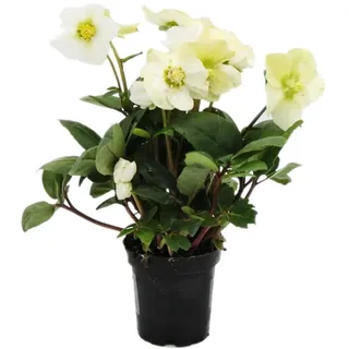 Christrose - Helleborus niger - 9cm Topf