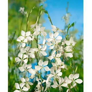 Pflanzen Für Dich Gaura lindheimerii, weiß p 1