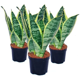 EXOTENHERZ 3er Set Sansevieria trifasciata gelb-grüner Bogenhanf 9cm Topf