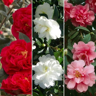 Gardeners Dream 3er Kamelie Pflanzen Set (Rot, Weiß & Rosa) - Immergrüne Blühende Sträucher Winterhart - Winterharte Pflanzen für Garten - Winterharte Balkonpflanzen -Winterharte Kübelpflanzen