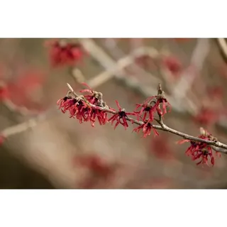 Zaubernuss 'Ruby Glow' Hamamelis intermedia 'Ruby Glow' C 5 40- 60