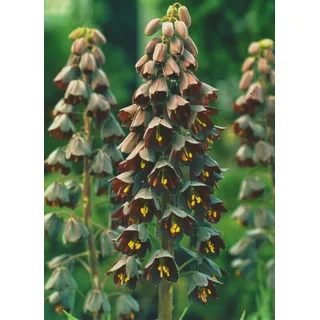 3 Persische Kaiserkronen Fritillaria Persica Blumenzwiebeln