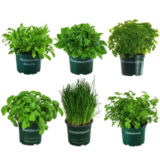 Dehner Kräuter-Set Küchenkräuter, 6-teilig, Grün, Dunkelgrün