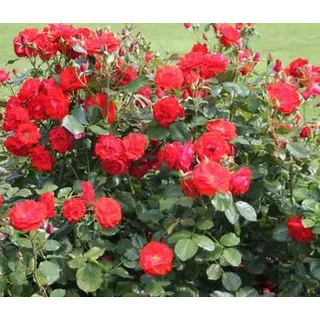 Beetrose 'Montana®', Rot