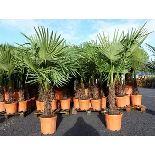 grünwaren XXL Palme winterhart 140 - 160 cm Trachycarpus fortunei, Hanfpalme,