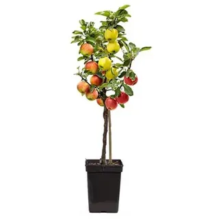 PFLANZENFREUND 3in1-Apfelbaum Topfgröße Ø 17cm 1 Pflanze