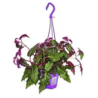 Exotenherz - Zimmerpflanze zum Hängen - Gynura Purple Passion - Samtblatt - Samtnessel - lilafarbene Pflanze 14cm Ampeltopf