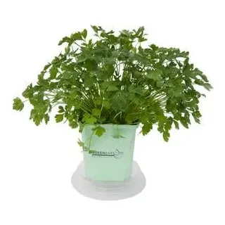 GREENBAR® Petersilie, glatt, Grün