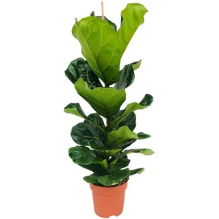 Bloomique - Ficus Lyrata - Geigenfeige - Zimmerpflanzen Groß - Pflegeleicht - Luftreinigend - Höhe 80-100 cm - Topf 21 cm