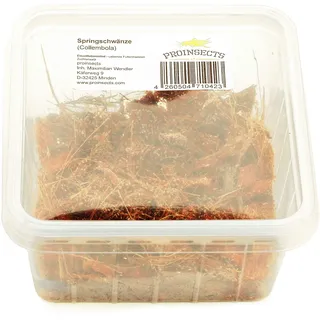 Tropische Springschwänze (Collembola) | Futterinsekten | Terrarium Putzkolonne