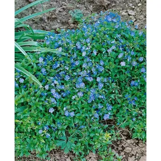 Pflanzen Für Dich Veronica umbrosa Georgia Blue' Ehrenpreis Blau Ca. 9x9 cm Topf