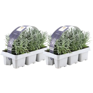 Blauer Duft-Lavendel 12 Lavendel Pflanze angustifolia - Lavendelpflanzen winterhart - echter lavendel - Gartenpflanzen - Lavendelstrauch - Lavendel Pflanze - duftlavendel - 12 x Ø7 cm - 15 cm