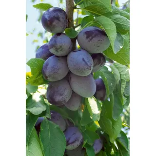 Pflanzen Für Dich Obstpflanze Prunus dom. Hauszwetsche, 1 St., Hauszwetsche, Zwetschge, Zwetsche, blauviolett, spätreifend grün|weiß