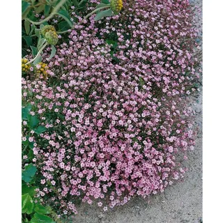 Pflanzen Für Dich Gypsophila repens 'Rosa Schönheit' p 0,5