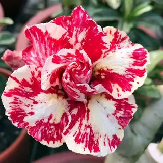 Die Wüstenrosen - (Adenium) Winterharte mehrjährige,Seltene Rosen,Einfach zu Pflegen,Schnelles Wachstum-mit Auffälligen Blüten (D, 1 Knolle)