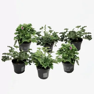 Plant in a Box - Anti-Moskito-Pflanze - 6 Stk - Pelargonium - Höhe 15-25cm - Topf 11cm