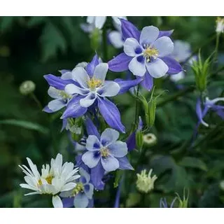 Akelei, verschiedene Sorten, Gelb, Zartrosa, Rosa, Blau, Weiß