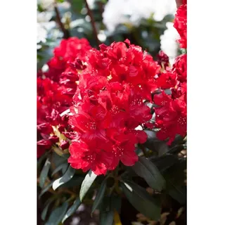 Pflanzen Für Dich Rhododendron Hybr. 'Erato', Rhododendron, 40–50 cm, rot