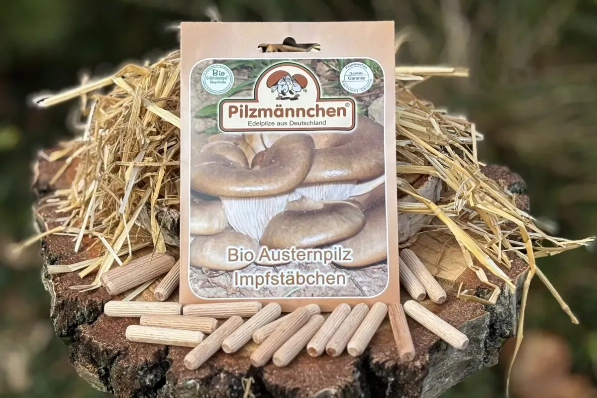 Austernpilz-Impfstäbchen BIO