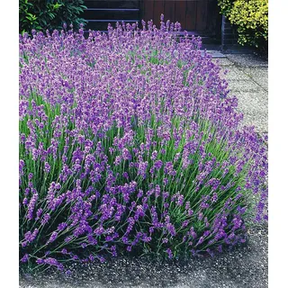 BALDUR Garten 9er Winterharte Stauden Lavendel-Hecke 'Blau', Pflanzen mit 9x9 cm Topfballen, Duftlavendel, Lavandula angustifolia Munstead, echter ...