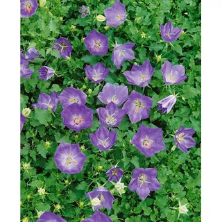 Pflanzen für Dich Staude Campanula carp. Blaue Clips, 1 St., Karpatenglockenblume, Blaue Clips blau