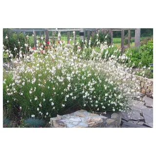 Stauden Gänge 1 x Gaura lindheimeri 'Whirling Butterflies' Prachtkerze weiß