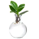 Waterplant Balsamapfel im Kugelglas - Clusia rosea 'Princess', ca. 15 cm, Grün
