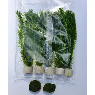 Wasserpest (Egeria densa 058 BDT) 5x Bund Wasserpflanzen und Teichpflanzen inklusive 2 Mooskugeln ca. 2,5 cm Aquariumpflanzen