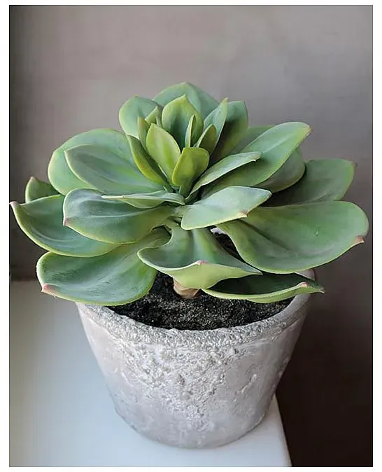 Künstliche Sukkulente Echeveria Setosa im Dekotopf, 33 cm, grün