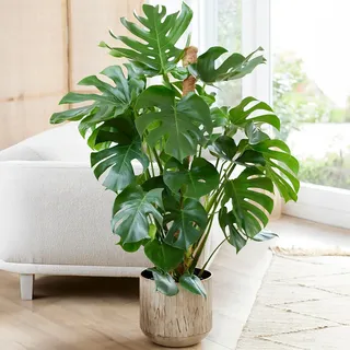 Monstera Fensterblatt Pflanze | Lufteinigende Zimmmerpflanze | (40-50cm Inkl. Topf)