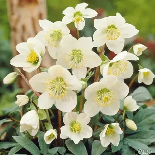 Weiße Christrose - Helleborus Niger - Die echte Schnee-Christrose als Winterblüher für den Garten - Weihnachtsrose von Garten Schlüter - Pflanzen in Top Qualität
