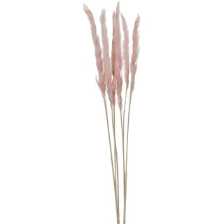 Trockenblume PAMPASGRAS PINK (BHT 5x75x5 cm) - BHT 5x75x5 cm