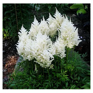 Stauden Gänge 3 x Astilbe arendsii 'Deutschland' (Winterhart/Stauden/Staude/Mehrjährig) Prachtspiere - in Weiß - Zeitlose Schönheit in strahlendem Weiß - Sehr Bienen und Insektenfreundlich