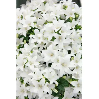 Pflanzen für Dich Staude Campanula coch. Bavar. White, 1 St., Bayerische Weiß-Glockenblume, Glockenblume weiß