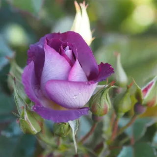 CFGRDEW Rosen pflanzen winterhart -Rosenpflanze Winterharte Stauden Hervorragender Zierwert, geeignet für Garten- und Zimmerbepflanzung-1Pflanze-B