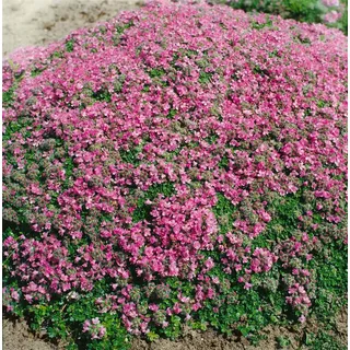 Pflanzen Für Dich Thymus praecox 'Minor' p 0,5