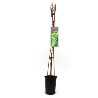 Pflanzen Vitis vinifera Weinrebe, 80–100 cm