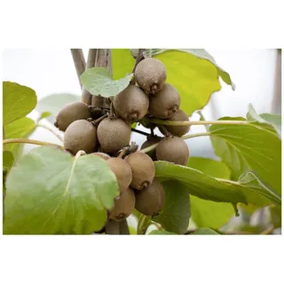 Pflanzen Für Dich Actinidia chinensis 'Solo', Kiwi, 150–200 cm