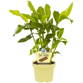 Zimt-Aroma, Zimtaroma-Pflanze, Elettaria cardamomum, frisches Zimt-Aroma, im 12 cm Topf
