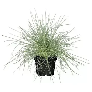 Piardino Blauschwingel  (Festuca glauca 'Compact Blue', Topfgröße: 13 cm)