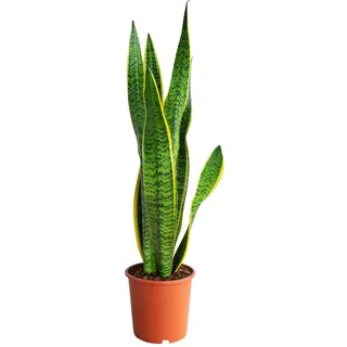 PLNTS - Sansevieria Laurentie Bogenhanf - Zimmerpflanze Echt, Nachhaltige Verpackung Bogenhanf- 17cm Topf - Höhe 60cm - Direkt von der Gärtnerei