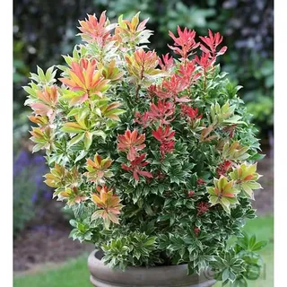 die nr-01.de Schattenglöckchen Lavendelheide Carneval 25-30cm - Pieris japonica