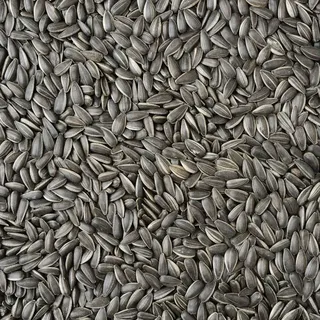 30kg Sonnenblumenkerne Schwarz Vogelfutter Ganzjahresvogelfutter Vögel 30 kg TOP