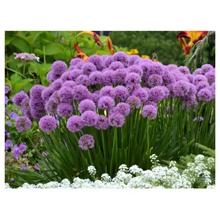 Stauden Gänge 5 x Allium 'Millenium' im 1 Liter Topf (Staude/Stauden/Mehrjährig/Winterhart) Zierlauch - Ein Blütenwunder, das ewig begeistert - Bienenfreundlich - Dauerblüher